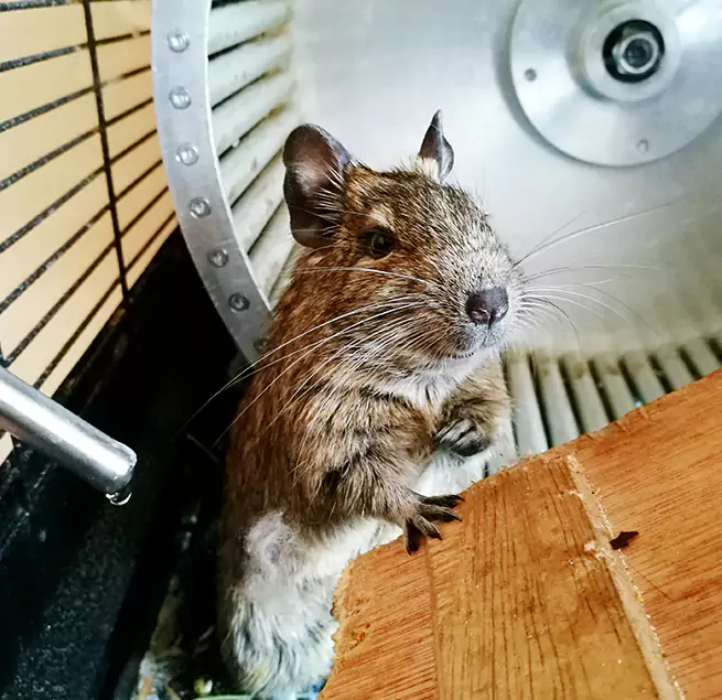 Why Homeowners & Businesses Trust Us Peoria, IL?